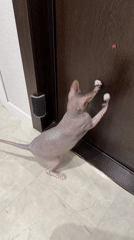 Izhevsk resident shares afternoon with playful Sphynx cat, local outings
