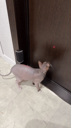 Izhevsk resident shares afternoon with playful Sphynx cat, local outings