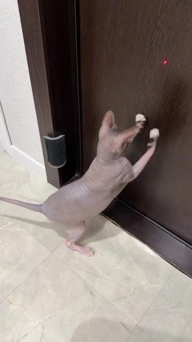 Izhevsk resident shares afternoon with playful Sphynx cat, local outings