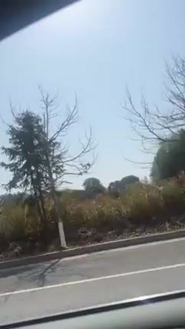 The video shows the view from a car window driving past bare trees on a sunny day. The trees are planted along the side of a road with a curb. Behind the trees is some scrubby vegetation and other, leafier trees in the distance. The sky is clear and blue.