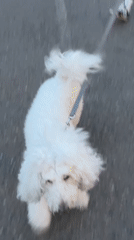 White poodle and groceries, an evening in Krasnoyarsk