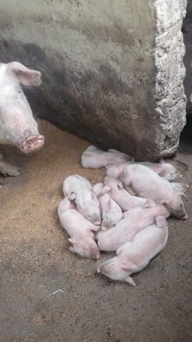 The video shows a group of approximately ten piglets huddled together on a concrete floor, likely in a pen or enclosure. The piglets are pink and appear to be sleeping. Next to them is a larger, adult pig lying on its side with its snout partially visible in the foreground, also seemingly asleep. A rough, concrete structure is visible on the left of the frame, possibly a wall or part of the enclosure. The overall scene gives the impression of a pig farm or agricultural setting.