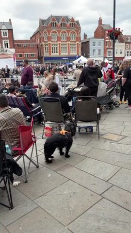 A crowd of people are gathered outdoors, some sitting in chairs and some standing. In the background, a group of men in black t-shirts and shorts appear to be participating in a strength competition, with large weights visible. A black dog on a leash stands in the foreground, facing away from the camera. Buildings with multiple stories and shops are visible behind the participants. The weather appears to be overcast.