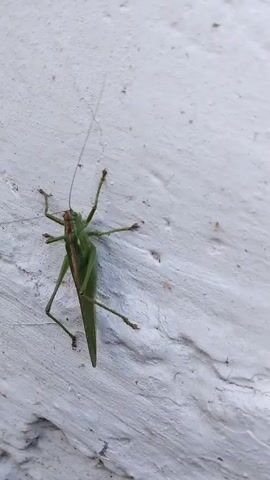 A green katydid crawls vertically up a white, textured surface. The insect has long antennae and legs that are spread out. Its body is elongated with a pointed abdomen. The surface it is on appears to be a wall or a rough, painted surface. There is a thin, almost invisible thread-like object extending from the top left of the frame, possibly a spiderweb. The lighting suggests it is daytime, with some shadow casting on the surface.