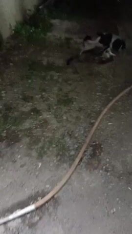 A black and white dog stands near a tabby cat in a dimly lit outdoor area. The dog is facing away from the viewer and appears to be grooming itself. The cat is on its side, facing the dog, with its tail wrapped around its body. The ground is covered with dirt and scattered debris, and there are some green plants visible in the background. A hose lies diagonally across the foreground. The scene is dark, with shadows obscuring some details.