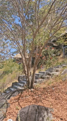 Stone staircase and weathered tree documented on Ko Tao
