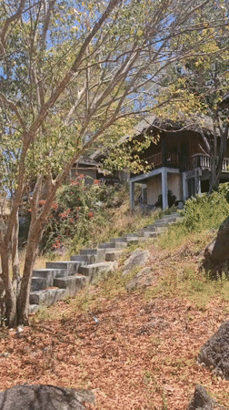 Stone staircase and weathered tree documented on Ko Tao