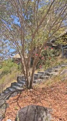 Stone staircase and weathered tree documented on Ko Tao