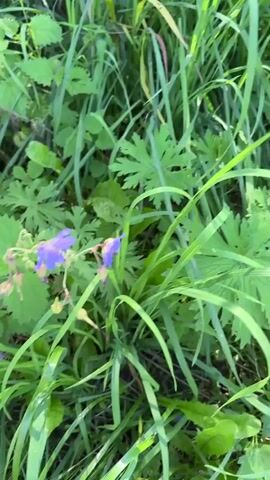 The video shows a close-up view of a plant with purple flowers and green leaves in a natural outdoor setting. The focus is on the flowers and the surrounding foliage, which appears to be a mix of grass and other plants. The lighting suggests it is daytime, likely with sunlight filtering through the greenery. The camera movement is minimal, focusing on the detail of the plant life.