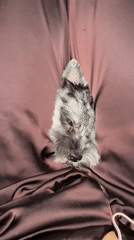 Yorkshire Terrier photographed on sofa in Chaikovsky, Russia