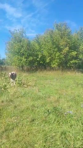 A young cow stands in a grassy field. The cow is light brown and white. Trees are in the background. The sky is blue and cloudy. The video is shot from a low angle.