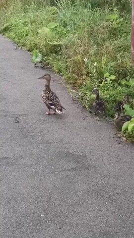A female mallard duck walks on an asphalt path beside a grassy embankment. Following behind her are four ducklings. The ducklings are small and fluffy, with dark brown and black markings. They waddle close together as they follow their mother. The scene is outdoors, with green foliage visible on the embankment.