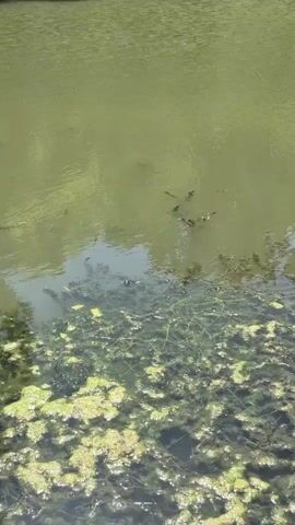 The video shows a murky, green body of water with submerged vegetation and some floating debris. A small frog is visible in the water, with its head and eyes just above the surface. The frog appears to be looking towards the camera. The water is still, and the lighting suggests it is daytime. There are no people or other animals clearly visible.