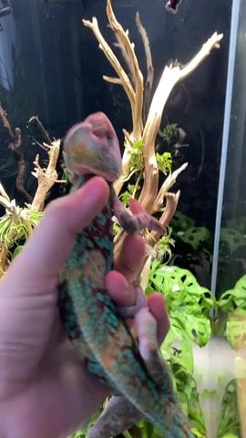 A person's hand, illuminated by red light, holds a chameleon with turquoise and reddish-brown scales. The chameleon is positioned on a piece of driftwood in a terrarium. The terrarium contains green plants, including what appears to be a Monstera plant, and a black background. Above the driftwood, a light fixture with a red diffuser and a black adjustable arm is visible. The chameleon is climbing on the driftwood and the person's hand.