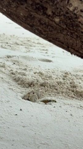 A shallow depth of field shot captures a small crab peeking out of its burrow on a sandy beach. The crab, light-colored with visible legs and claws, is positioned in the center of the frame, emerging from a hole in the sand. The sand itself is light and appears dry, with small pebbles and debris scattered around. In the background, the sand slopes upwards, showing some textured mounds and faint imprints. Dominating the top of the frame is a large, rough-textured tree trunk, angled diagonally from the top left to the bottom right, providing a dark, contrasting element to the bright sand. The lighting suggests an overcast day, creating a soft, diffused light across the scene.