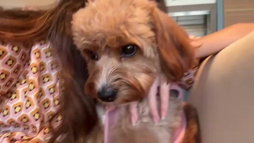 A close-up shot shows a brown-furred dog with a pink harness resting against a person wearing a patterned dress. The person's hand is gently petting the dog. The background is softly blurred, suggesting an indoor setting.