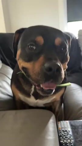A close-up, head-on shot of a happy Rottweiler mix dog is shown. The dog has brown and black fur with tan markings around its face and chest. It is wearing a bright green collar. The dog's mouth is open, and its pink tongue is visible, giving the impression it is panting or smiling. Its eyes are looking directly at the camera with a soft gaze. A hand is visible reaching in from the left side of the frame, gently petting the dog's head, which seems to be eliciting the happy expression. The dog is positioned on a soft, grey surface that appears to be a couch. In the bottom right corner of the frame, part of a black TV remote control is visible. The background is softly blurred, but it suggests an indoor setting, possibly a living room. The lighting appears to be natural daylight, indicating it could be daytime. The overall mood is warm and affectionate, centered on the interaction between the dog and its owner. There is no visible text in the media.
