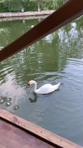 A swan swims in a body of water. It dips its head underwater, possibly to eat. The water appears to be a pond or lake, with green reflections of surrounding trees visible on its surface. A wooden railing is in the foreground, partially obscuring the view. The swan is white with an orange beak and a black patch around its eye. Some small pieces of food are visible in the water near the swan.