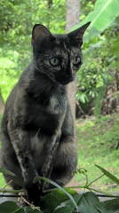 Tortoiseshell cat spotted roaming tropical balcony in Ko Pha-ngan