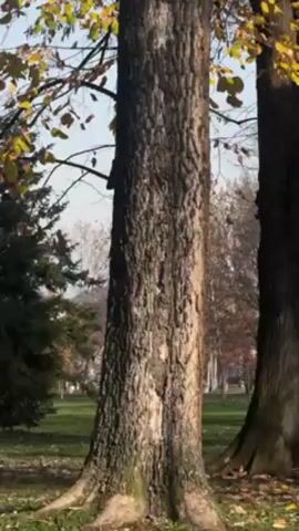 The camera pans up a large tree trunk with textured bark, revealing some yellowing leaves still on the branches, then bare branches against a blue sky. In the background, a grassy field and other trees are visible.