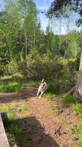 The camera pans around a wooded area on a sunny day.  A picnic bench made of logs is at the edge of the frame. A dog wearing a harness walks past the bench. The area is green and looks like a natural recreational spot. A single person or camera operator is present, but unseen.
