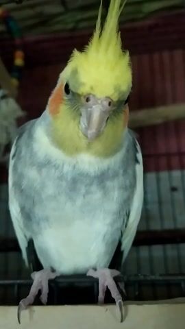 A cockatiel is perched upside down on the side of a cage. The bird is mostly white with grey and yellow accents. It has orange cheek patches and a crest of yellow feathers on its head. The bird is looking directly at the camera. The cage appears to be made of metal bars and has some toys inside. The background is blurry but seems to be a room with red and brown colors.