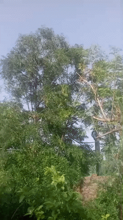 Pomegranate trees documented in Pakistani residential yard