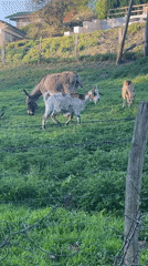 Donkey and goats graze peacefully in French countryside field