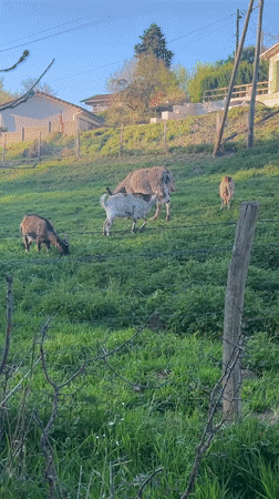 Donkey and goats graze peacefully in French countryside field