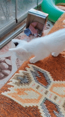 Kittens play and nurse in a Konyaaltı garden
