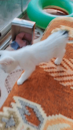 Kittens play and nurse in a Konyaaltı garden
