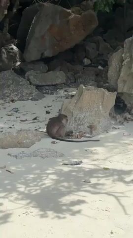 A medium shot captures a single monkey sitting on a sandy beach. The monkey is facing away from the camera, appearing to be occupied with something on the ground. Behind the monkey, large, gray and brown rocks form a backdrop. The beach is covered in white sand, with some debris scattered around. Sunlight casts dappled shadows from unseen foliage onto the sand. The environment suggests a natural, possibly tropical, setting.