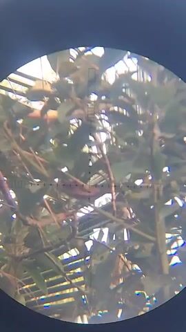 This is a video taken through a scope, possibly a rifle scope. The view is of a leafy tree with some sunlight filtering through. There appears to be a crosshair reticle in the center of the view, suggesting the scope is being used for aiming. No people or animals are clearly visible, though there are some brown shapes that could be parts of the tree or potentially a hidden animal. The video is shaky, indicating movement of the scope or the person holding it.