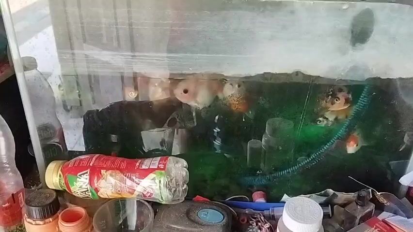 The video shows a close-up view of a cluttered area with an aquarium in the background. The aquarium contains several fish swimming in green-tinted water. Various objects are visible in the foreground, including plastic bottles, containers, and miscellaneous items scattered on a surface. The lighting is somewhat dim, and the focus is primarily on the aquarium and its contents.