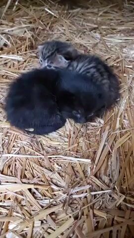 Two very young kittens are nestled together on a bed of dry, light brown straw or hay. One kitten is entirely black, curled into a tight ball, appearing to be asleep or resting with its eyes mostly closed. The other kitten is a tabby, with grey-brown fur and darker stripes, and is snuggled closely behind the black kitten. The tabby kitten's eyes are open and it appears to be alertly looking around.

The scene suggests a rustic or rural setting, likely a barn or outbuilding, given the presence of the straw. The kittens are small and appear to be newborns or very young, indicating they are in a cozy, protected environment. A soft, gentle sound, possibly purring or quiet kitten noises, can be heard. The overall impression is one of peaceful rest and security for the two small felines. There is no visible text.