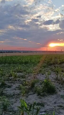 A time-lapse video shows a sunset over a cornfield. The sky is filled with colorful clouds ranging from white and gray to pink and orange. The sun, a bright orange orb, is visible on the horizon, casting a warm glow across the landscape. In the foreground, rows of young corn stalks stand in dry, cracked earth, with some greener patches of vegetation. In the distance, power lines and scattered trees dot the horizon. The video captures the gradual descent of the sun and the changing colors of the sky as day transitions into evening.