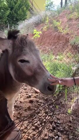 A close-up shot focuses on the head of a donkey, which is partially obscured by a wire fence. Another donkey's head is visible in the foreground on the left. In the background, a hand is gently petting the donkey's head. The environment appears to be an outdoor enclosure with dirt ground, some vegetation, and a wooden structure on the left. The donkey's ears are erect, and its eyes are partially closed. The fence has small holes and appears to be made of wire mesh. Sunlight illuminates the scene, casting shadows on the ground.