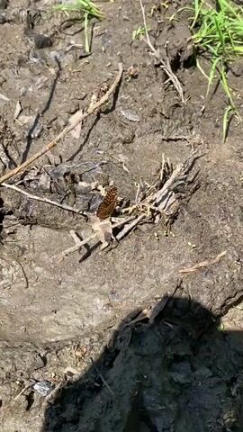 A butterfly with orange and black wings rests on a patch of dry mud. The butterfly is positioned in the center of the frame, amidst scattered dry leaves and small twigs. The ground is a mix of mud and debris, with some blades of green grass visible at the top of the frame. The lighting suggests it is daytime, with shadows cast across the ground. There are no people visible in the video.