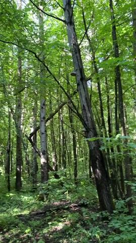 The video shows a slow, panning shot of a forest. The trees are tall and densely packed, with lush green leaves creating a canopy overhead. Sunlight filters through the leaves, dappling the forest floor. The ground is covered in thick undergrowth, including ferns and other leafy plants. A narrow path is visible in the foreground. The camera movement is smooth, suggesting a deliberate exploration of the natural environment. No people or animals are visible. The overall impression is one of a tranquil and immersive woodland setting.