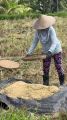 Rice harvest and festival figure construction in Tegallalang, Bali