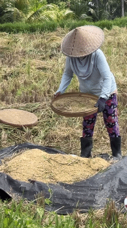 Rice harvest and festival figure construction in Tegallalang, Bali
