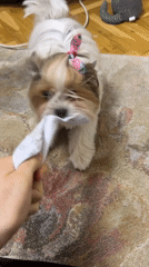 Small dog plays with owner in Plovdiv park