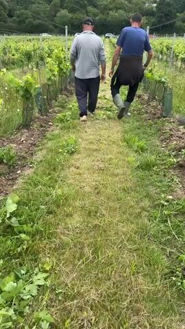 Two men walk away from the camera down a grassy path between rows of grapevines. The man on the left wears a grey long-sleeved shirt, dark pants, and a baseball cap. The man on the right wears a blue t-shirt, dark pants, a dark apron tied around his waist, and green rubber boots. They are in a vineyard with rows of young grapevines, each protected by a green plastic mesh tube. The ground is a mixture of soil and grass. In the background, trees and buildings are visible on a hillside. The sky is overcast.