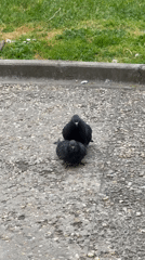 Daily life moments captured in Dobrich: pigeons, cat, meals
