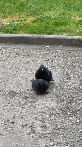 Daily life moments captured in Dobrich: pigeons, cat, meals