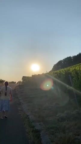 Two people walk away from the camera on a paved path next to a vineyard. The sun is setting, casting a warm glow. The sky is clear and blue. The vineyard rows are visible on a hillside to the right of the path, and more vineyard is visible on the left. The person in front has long brown hair in a braid. The person behind has longer, darker hair.