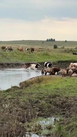 The video shows a herd of various farm animals, including cows and sheep, gathered near a body of water. Some animals are in the water, seemingly cooling off or drinking. The environment appears to be a rural landscape with grassy fields and a cloudy sky. The animals are interacting peacefully with each other and the environment. The footage is taken from a low angle, emphasizing the animals and their surroundings.