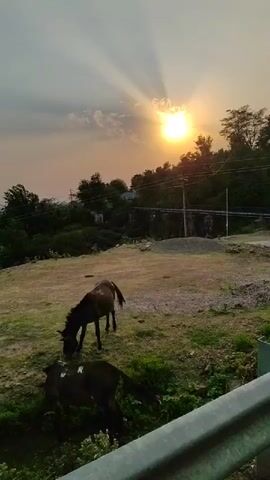 The video shows a rural landscape at sunset. Two horses are grazing in a field. The sun is setting behind a line of trees, casting rays of light through the clouds. There are some power lines and a bridge visible in the background. The foreground is a railing or barrier. The overall scene is peaceful and serene.