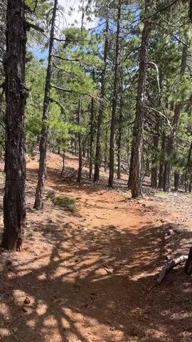 The video shows a first-person perspective of someone walking on a dirt trail through a pine forest. The sun is shining, casting shadows on the ground. The trail is orange-brown in color and appears to be well-traveled. The trees are tall and slender, with green pine needles. The ground is covered in pine needles and small rocks. The trail winds through the forest, with the camera panning slightly to show the surrounding environment. The overall impression is one of a peaceful and serene forest setting.