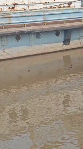 The video shows a murky body of water with two ducks swimming. In the background, there is a large, weathered boat with circular windows. The water is brown and appears to be a river or canal. The boat is likely docked or moored.